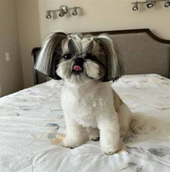 150 Shih Tzu Dog Names That Are Unique and Unforgettable