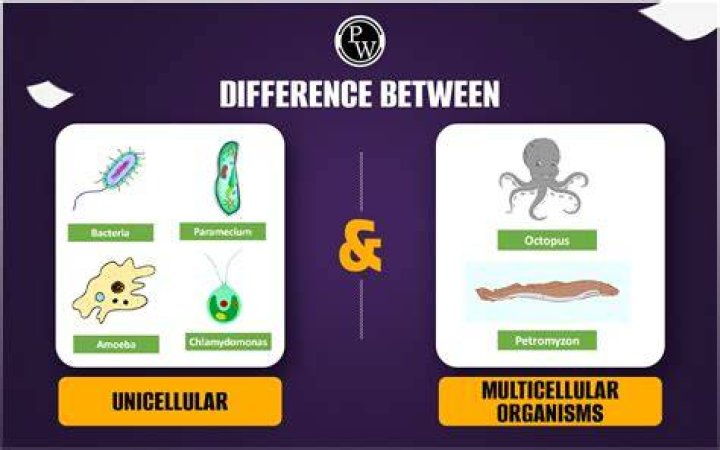 Are all animals are multicellular