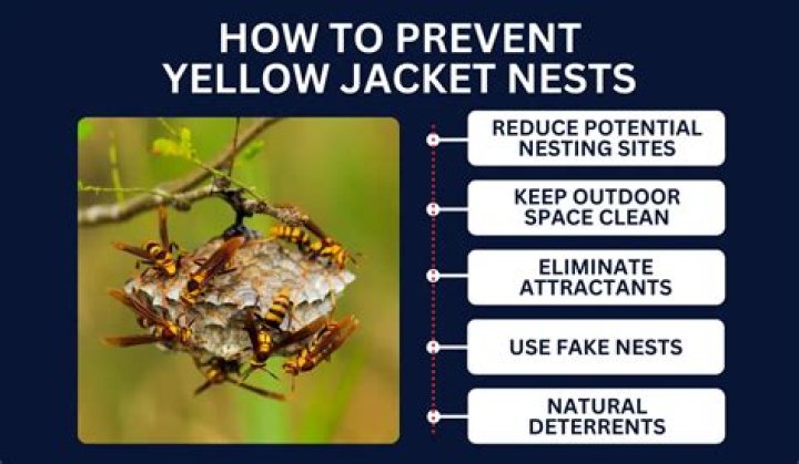 Do yellow jackets nest in house siding