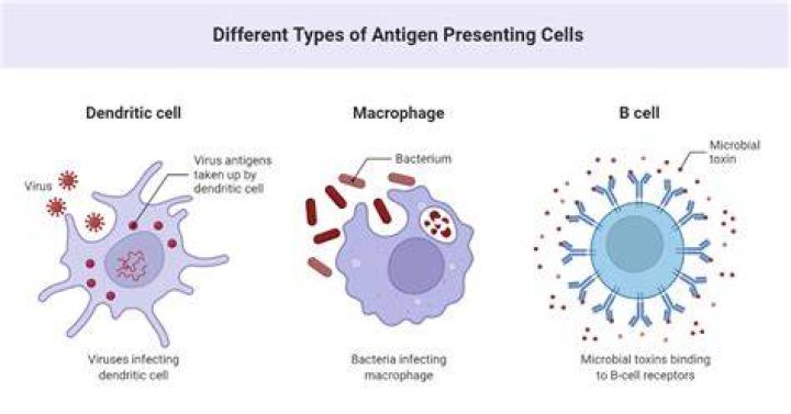 Examples of antigen presenting cells