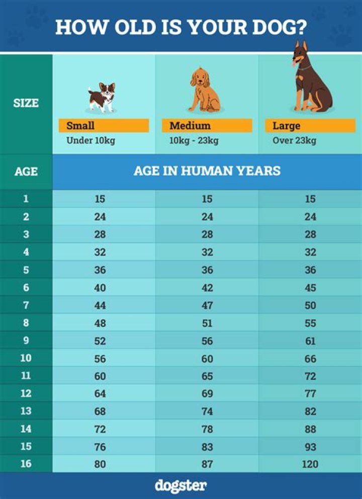 Fase Yoda Age Real Name: How Old Is He?