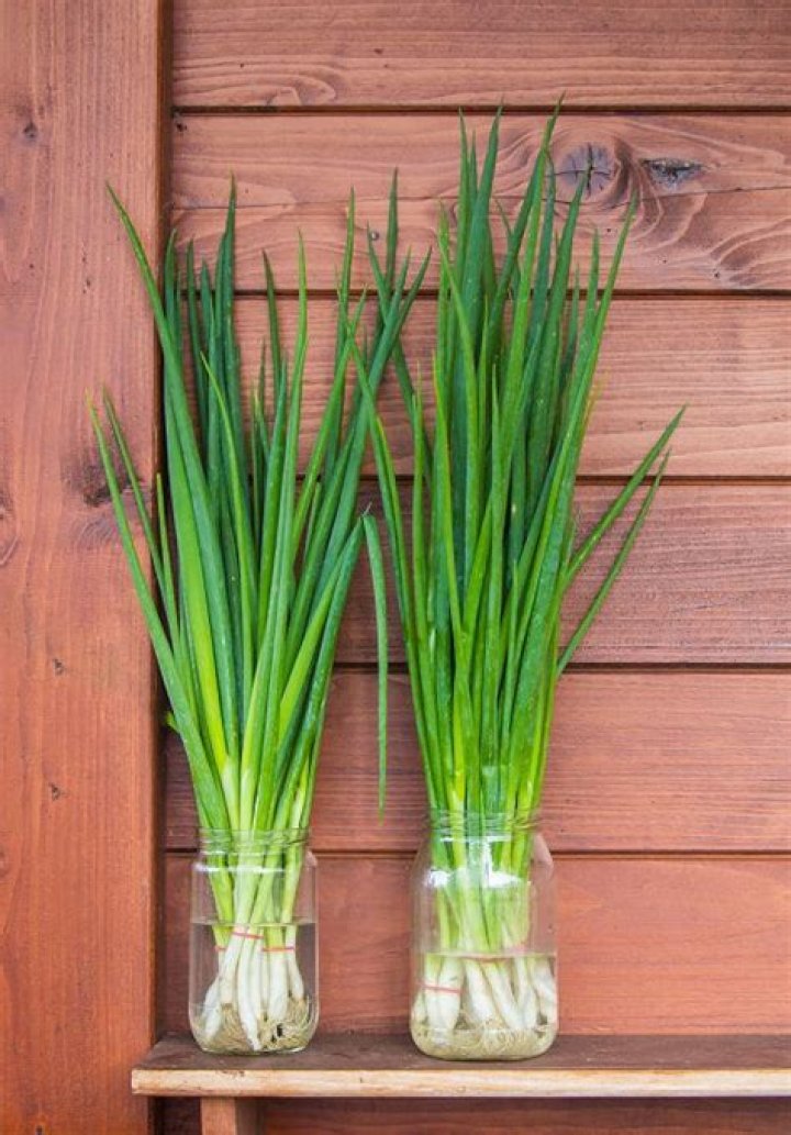 How to grow chives in water