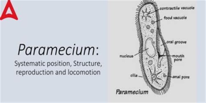 Is paramecium movement random or directional