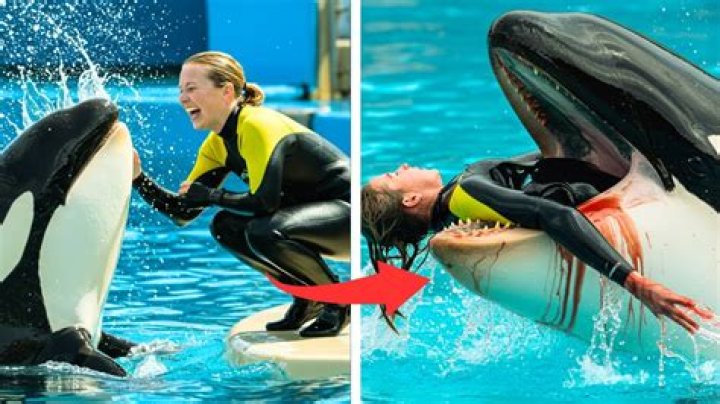Tilikum Kills Dawn Leaked Footage: Watch Dawn Brancheau Video