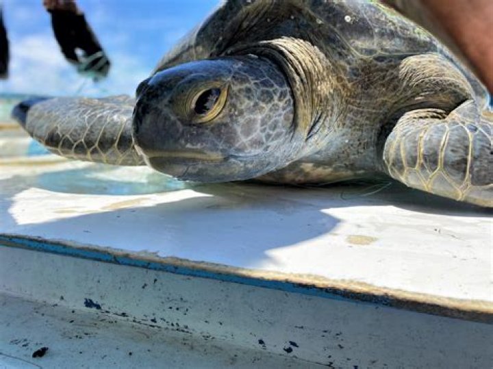 What does a turtle say