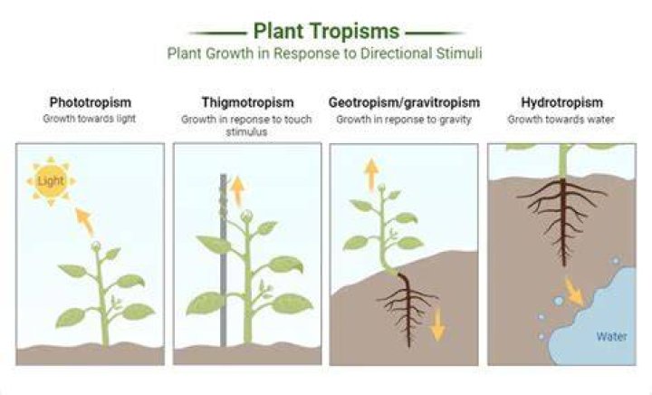 What does tropism mean