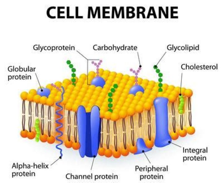 What is the definition of cell membrane