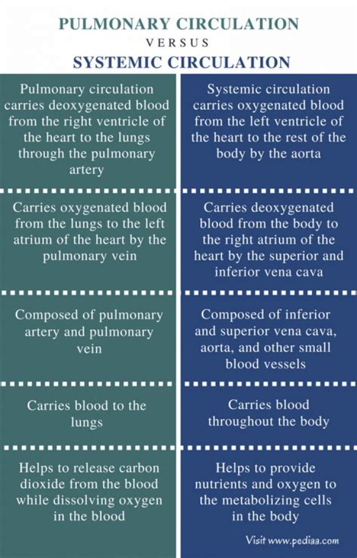 What is the Difference Between Pulmonary and Systemic Circulation