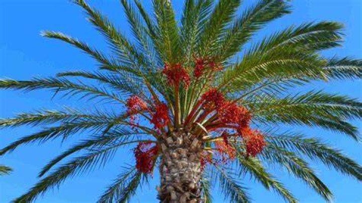 What is the red fruit on palm trees