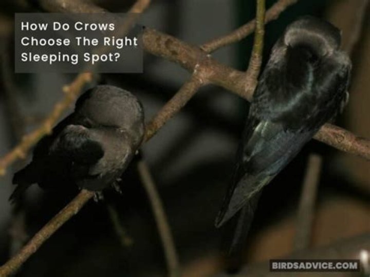 Where do crows sleep